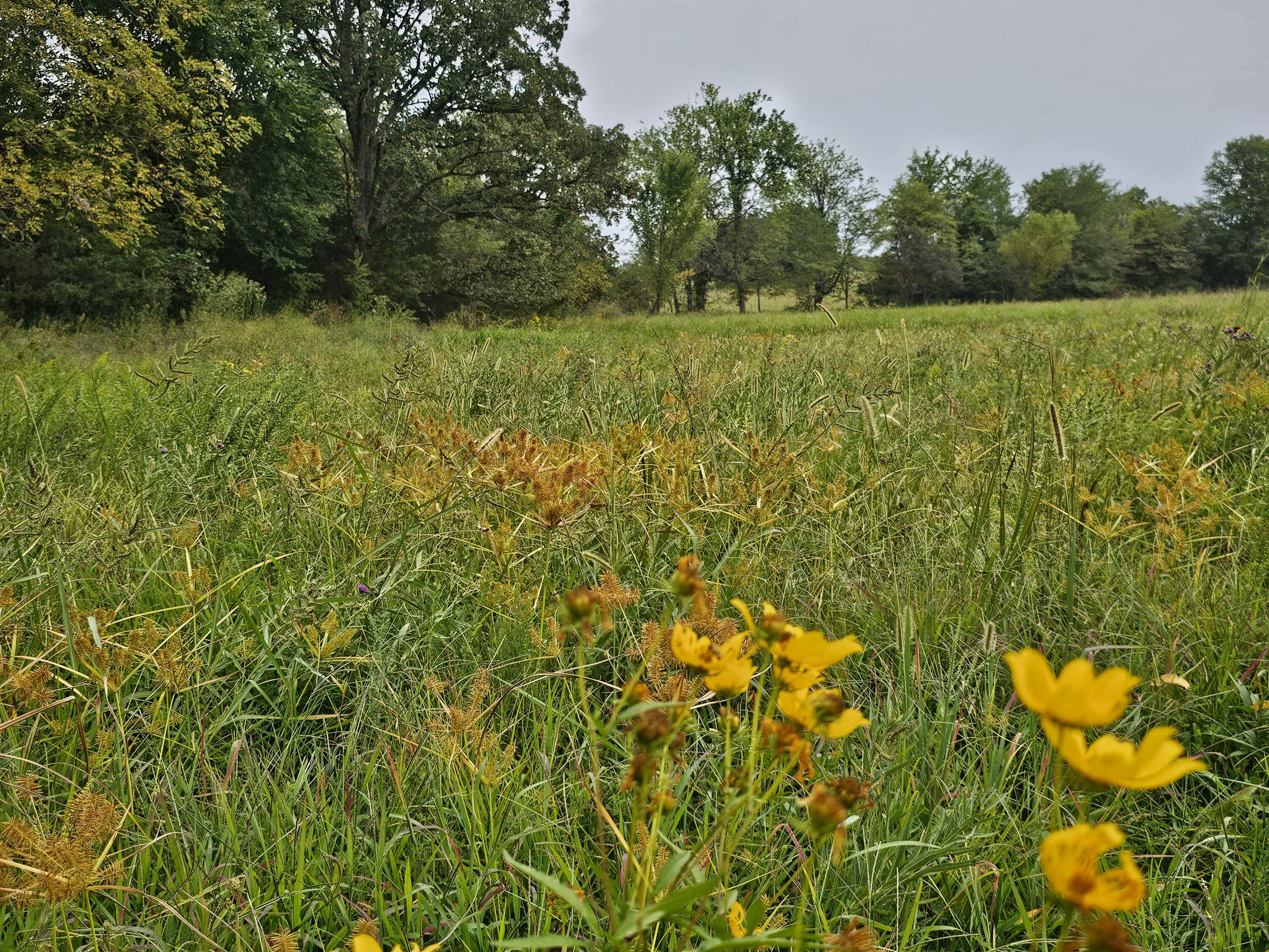Hereford Estates is a recently developed subdivision Just north of Bolivar Mo. It has a country setting with very individually unique building sites . Lot 5 is a secluded, gently Sloped 5 acre  lot with mature trees and open meadows. Electric  service provider is South West Electric.  It is a short drive to Stockton & Pomme De Terree lakes making this a great location with a lot to offer!!