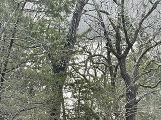 Lakeview acreage close to all area attractions, shopping, medical and all lake activities. Wonderful view of Table Rock Lake. Wooded acreage. Great Location for vacation or permanent dream home!!