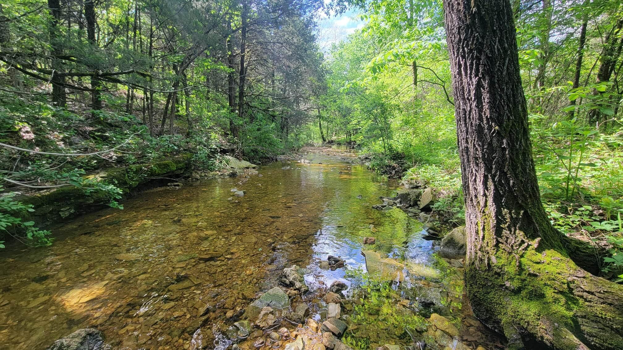 Excellent Turn-Key Hunting Property For Sale in Ozark County near Notting Hill! 196+/- acres with furnished shop house, food plots, wet weather creeks, 3 ponds, 11 hunting blinds, and miles of trails! There is about 10 acres of bottom ground cleared for food plots, as well as a large power line clearing on the south side of the property. It connects to Mark Twain National Forest on the south side. The shop house has a bedroom, 2 bathrooms, full kitchen, laundry, and a couple extra beds set up in the living area. There is also a lean-to on the side, and shop space on the back. It's also a beautiful spot to build if the 'shouse' wasn't enough space for you. The 'yard' is about 4 acres and flat, and has great views to the south through the trees. There is a pond and blind in the corner, and has scattered mature trees. The topography has a great combination of ridges and draws, benches and south facing slopes. Much of the woods is a blend of hardwoods and cedars, and the redbuds were just starting to bloom! About half is open timber, but the rest looked there was a select cut decades ago that has grown up to be excellent wildlife habitat. Mature timber throughout. Great deer and a lot of turkeys on camera, as well as bears and bobcats. This property is set up so well for the serious hunter! Get a hold of it in time for turkey season, and start planning your summer and fall food plots! Less than 20 minutes to Gainesville, 25 minutes to Bull Shoals Lake, 1.5 hours to Springfield, 4 hours to St. Louis, and close to the many rivers, lakes and sights that the Missouri Ozarks has to offer!