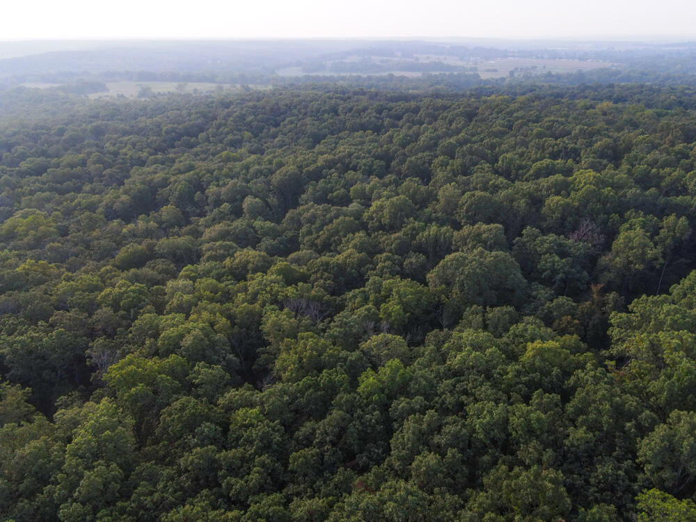 Welcome to this stunning 240 +/- acre wildlife sanctuary located in southern Dallas County. This top-shelf timber tract is an outdoorsman's dream with its vast hardwood ridges and draws, scenic views, and private access to the Niangua River. As you explore the property, you'll be captivated by the beauty of the timber and the abundance of wildlife that call this place home. This 240 +/- acre tract is 100% timber other than a cleared powerline right of way, and nearly a quarter-mile stretch of the Niangua River, which runs through a portion of the eastern edge of the property. On the property, you'll find beautiful hardwood timber, two primitive cabins, one large pond, nearly three miles of interior trails, and multiple areas offering scenic views of the river bottom. The topography creates several natural saddles on the ridges, which are ideal for stand locations during the hunting season. The river creates both a major bottleneck and a travel corridor for wildlife traversing through the area. It doesn't take long to figure out that this tract is a major sanctuary and hub for wildlife and has been so for many years. The two cabins are in the center of the property. The first was built in the early 2000s and is in good shape, while the second was built nearly 100 years ago and is simply a reminder of hunting camps from years gone by. A powerline right of way cuts through the southern portion of the property, allowing for easy access to power. There is a great build site in the Southwest corner of the property, which would be hidden from the road yet is close to power and would create minimal disturbance coming to and from the property for hunting purposes. The property is located off of a dead-end county road and has a solid gated entry. Wandering along the nearly three miles of interior trails, you'll have the chance to immerse yourself in the seclusion of the property and enjoy all the natural beauty that the Ozarks have to offer.