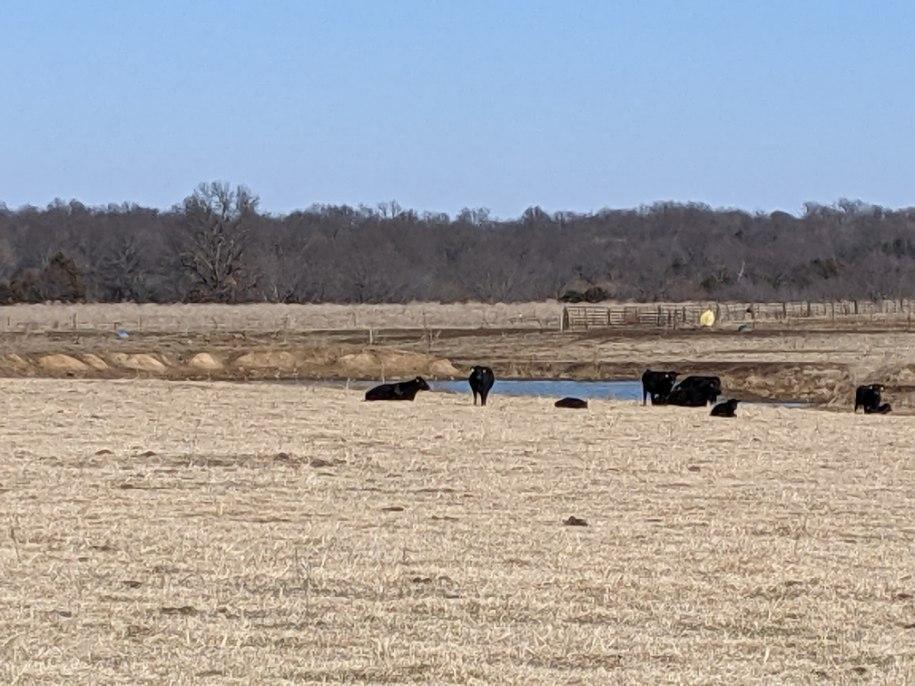 Really nice 160 acres in Barton county just 1/2 mile north of 160 between Golden City and Lamar. This property is fenced and cross-fenced with a metal livestock barn and pipe corrals.  Property contains approximately 70 acres of tillable ground . Owner currently runs 80 pairs and harvests the hay.