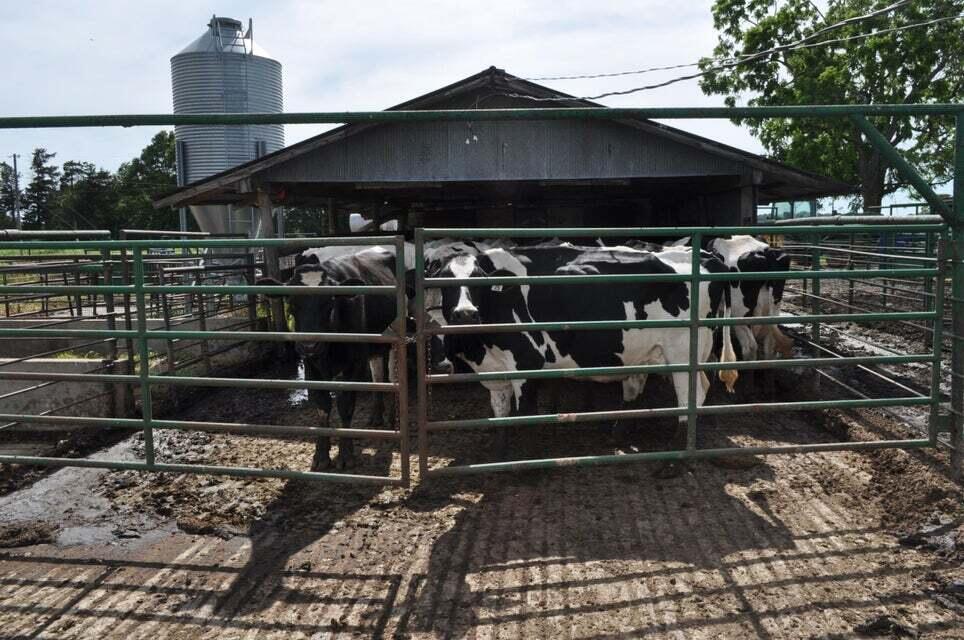 N/A - Farm
