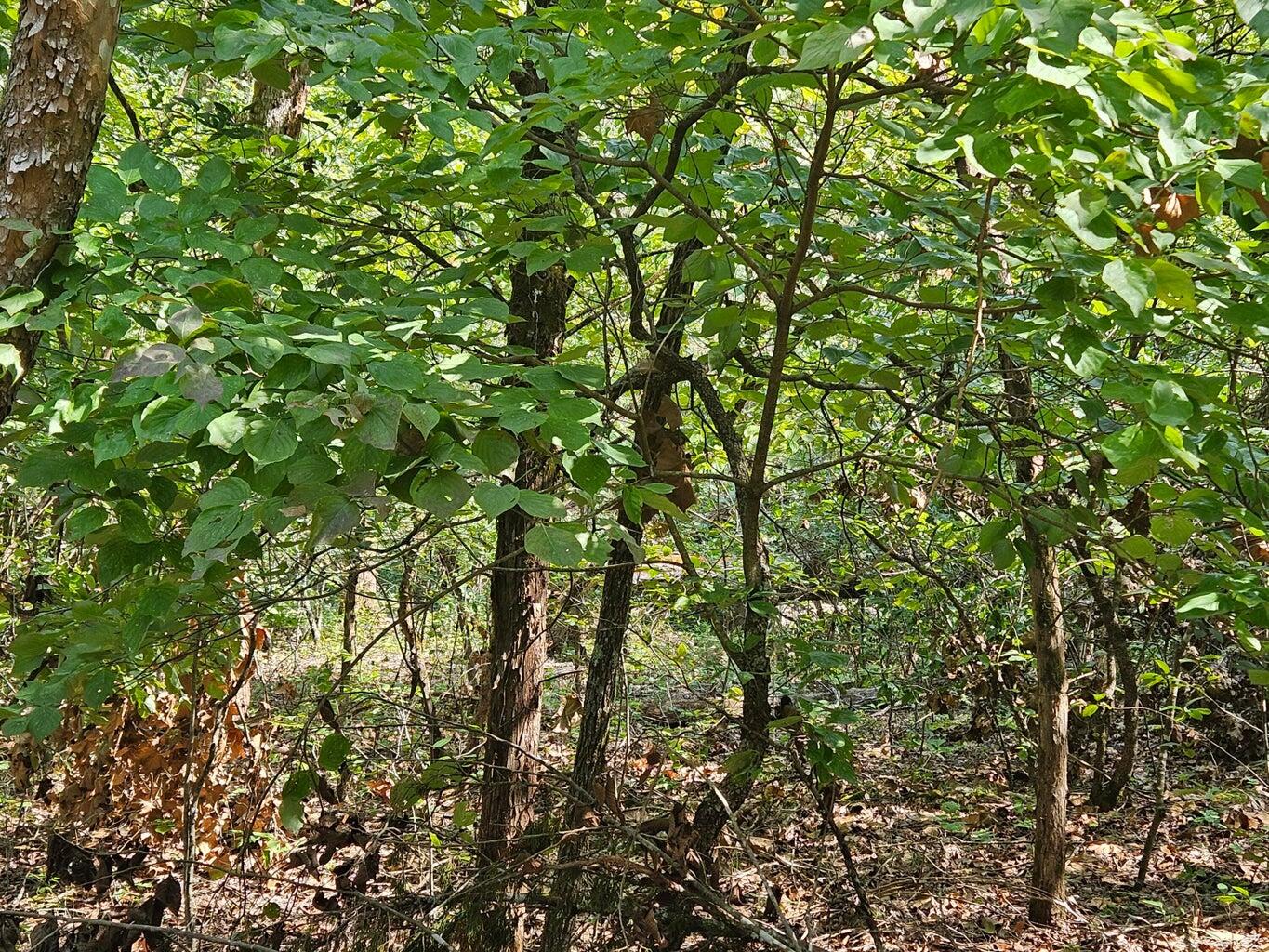 Ozark-Not in List - Land