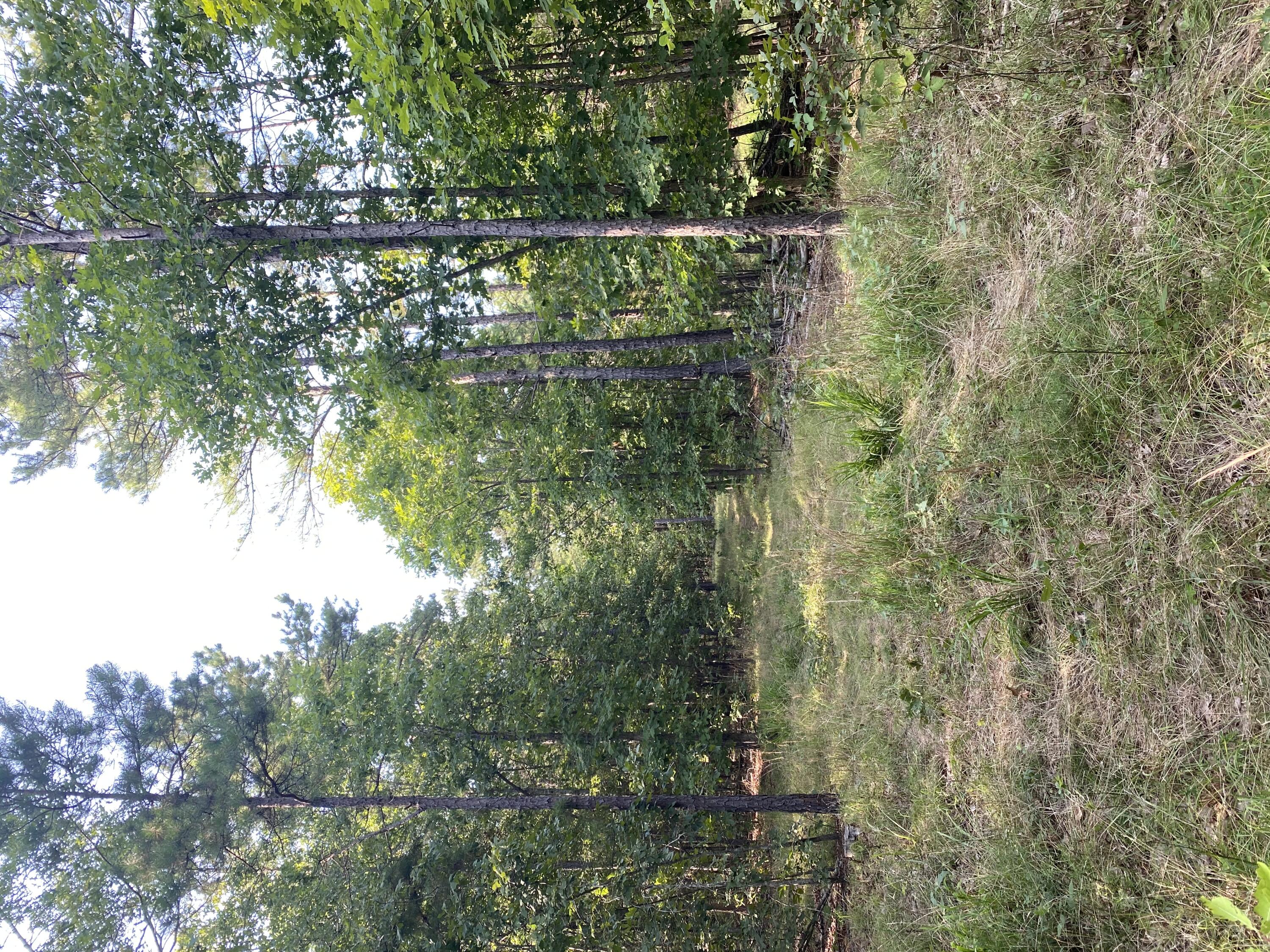 Beautiful wooded 25 acres m/l with Highway frontage approximately 3 miles from Montauk State Park. This 25 acres has several lovely spots to build your dream home or if you are looking for an investment, there is room for a few cabins to be built as vacation rentals. There is reports of wildlife on the property if you are looking for hunting land. Electric is available but not currently on the property.