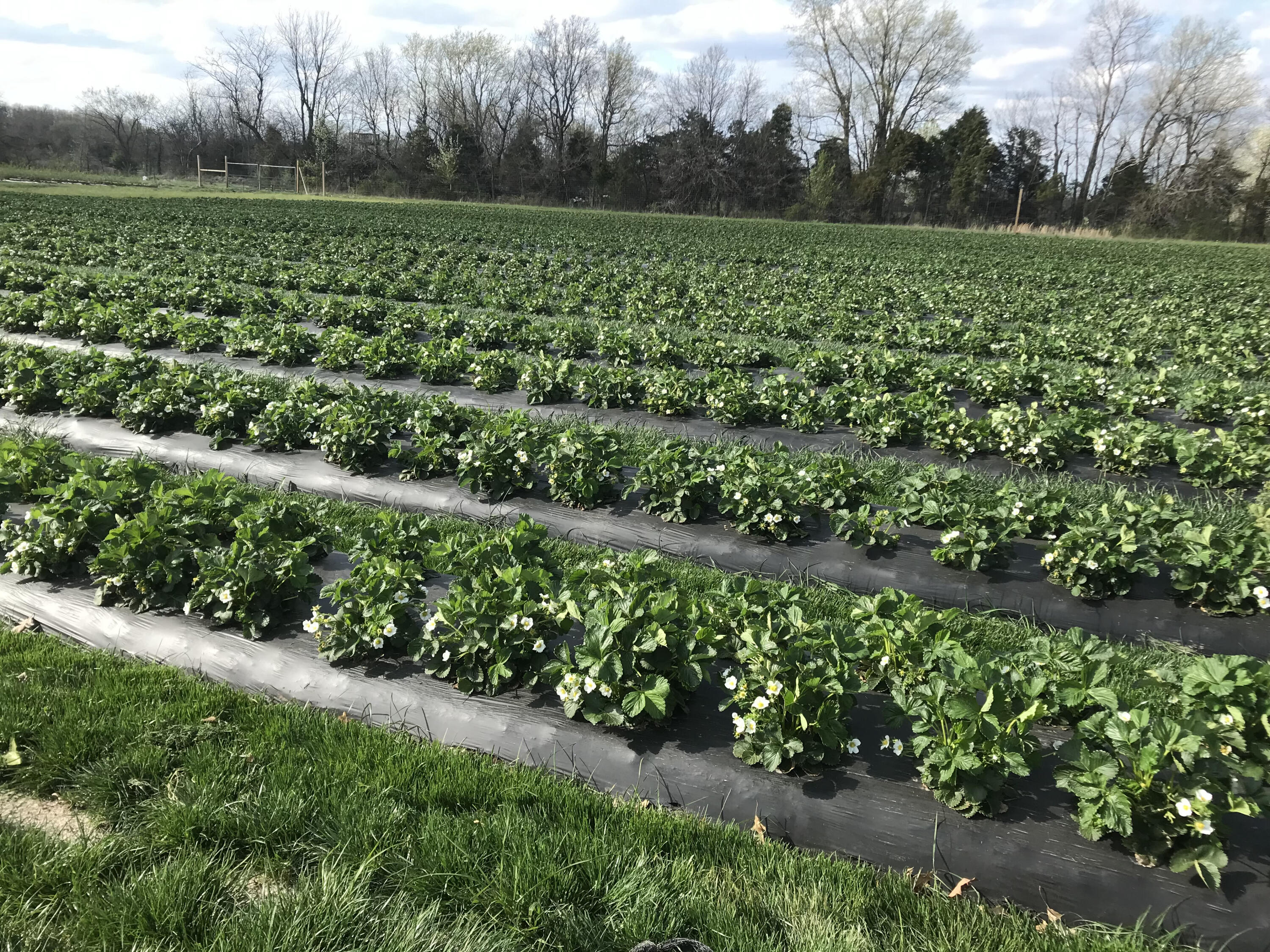 N/A - Farm