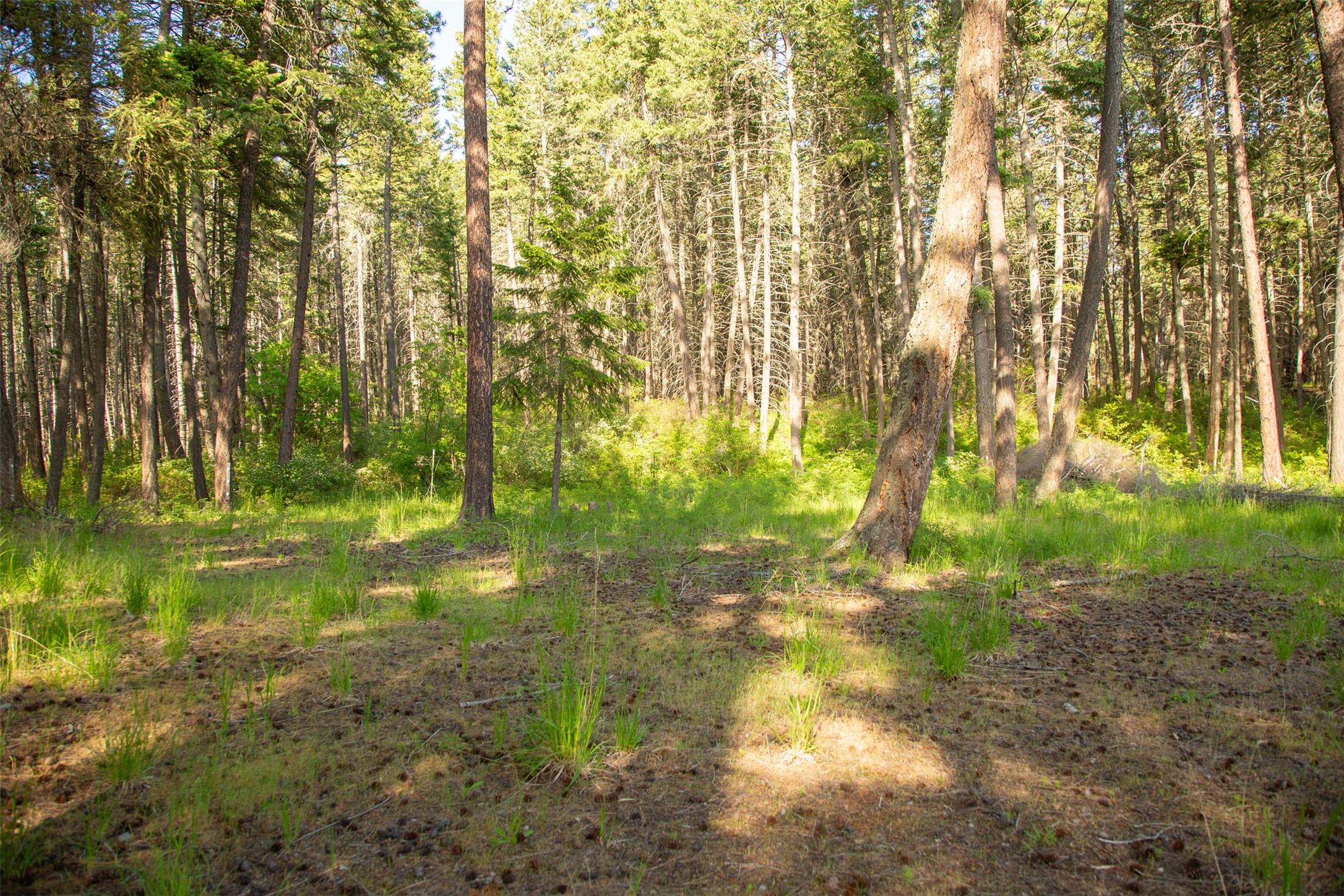 Bigfork, Montana 59911, United States, 5 Bedrooms Bedrooms, ,4 BathroomsBathrooms,Residential,Active,147438