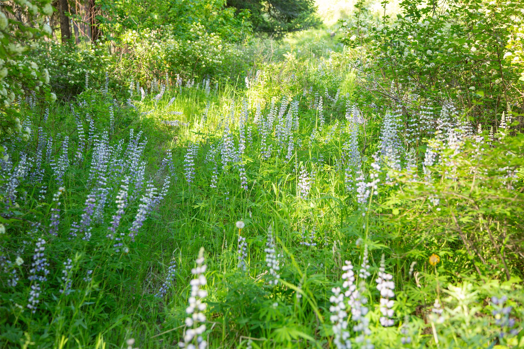 Bigfork, Montana 59911, United States, 5 Bedrooms Bedrooms, ,4 BathroomsBathrooms,Residential,Active,147438