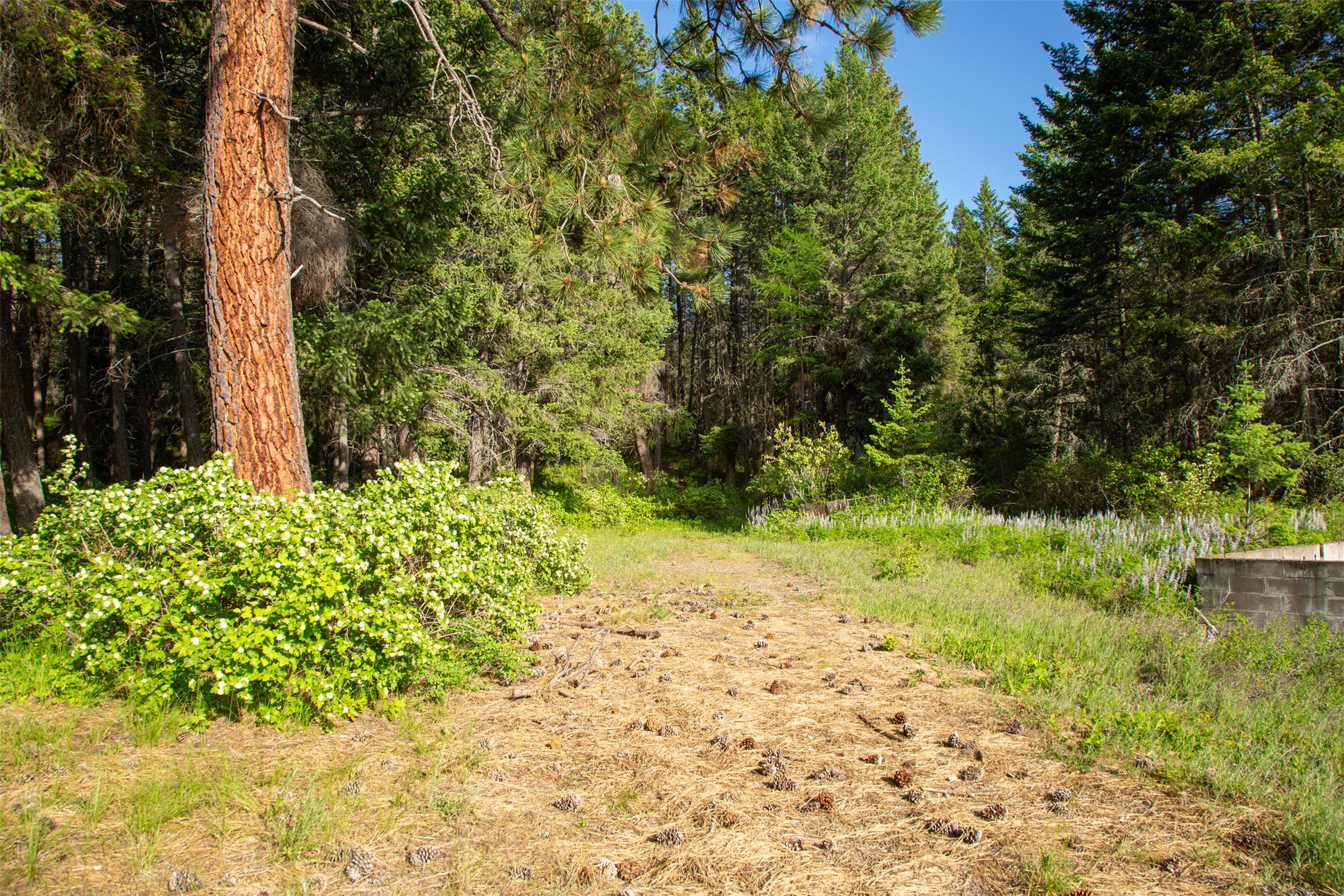 Bigfork, Montana 59911, United States, 5 Bedrooms Bedrooms, ,4 BathroomsBathrooms,Residential,Active,147438
