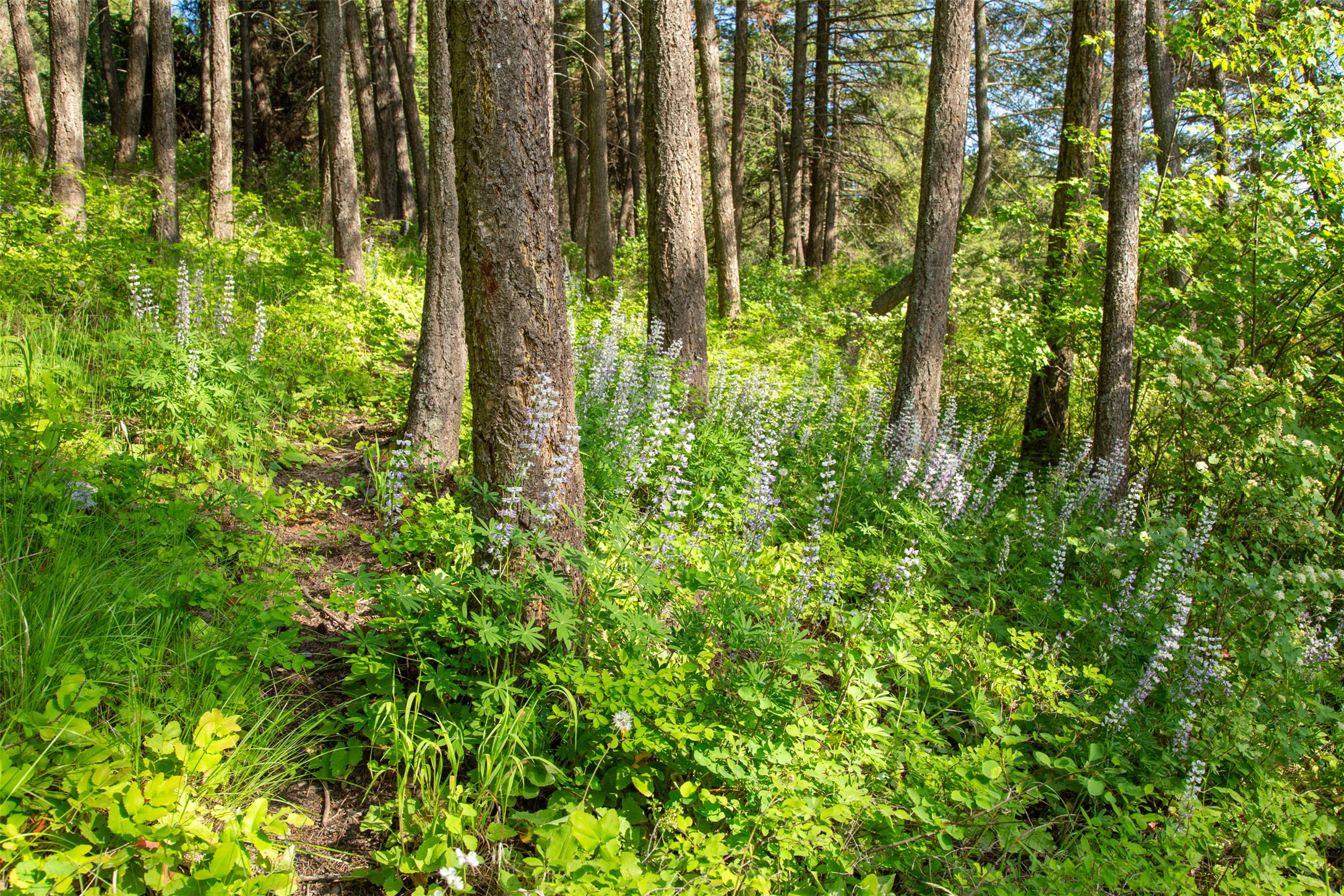 Bigfork, Montana 59911, United States, 5 Bedrooms Bedrooms, ,4 BathroomsBathrooms,Residential,Active,147438