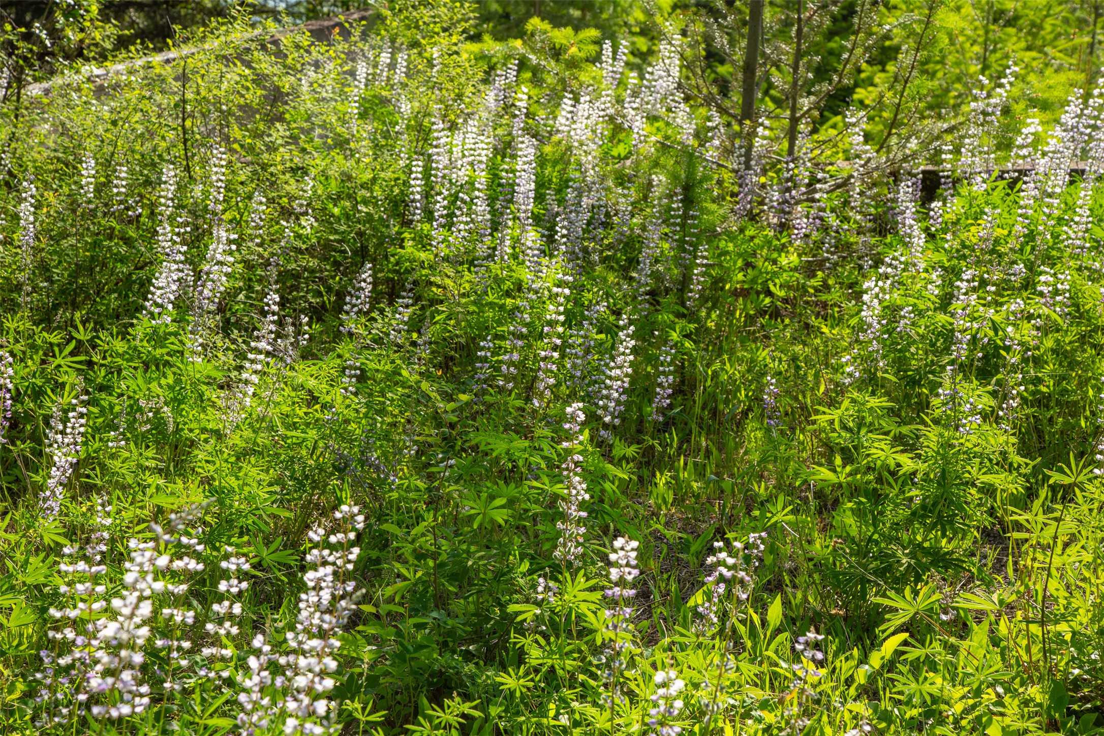 Bigfork, Montana 59911, United States, 5 Bedrooms Bedrooms, ,4 BathroomsBathrooms,Residential,Active,147438