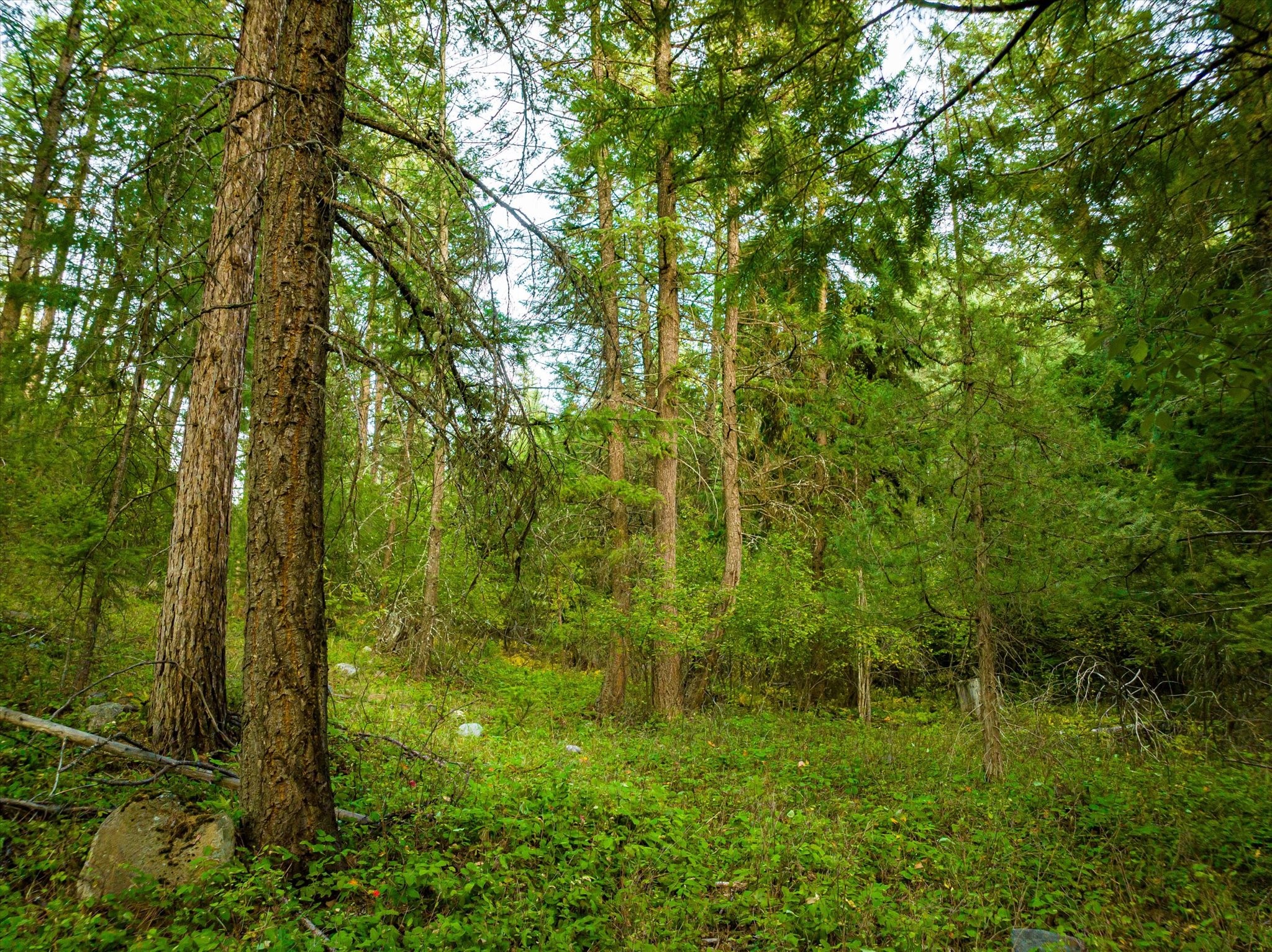 NHN Black Lake Road