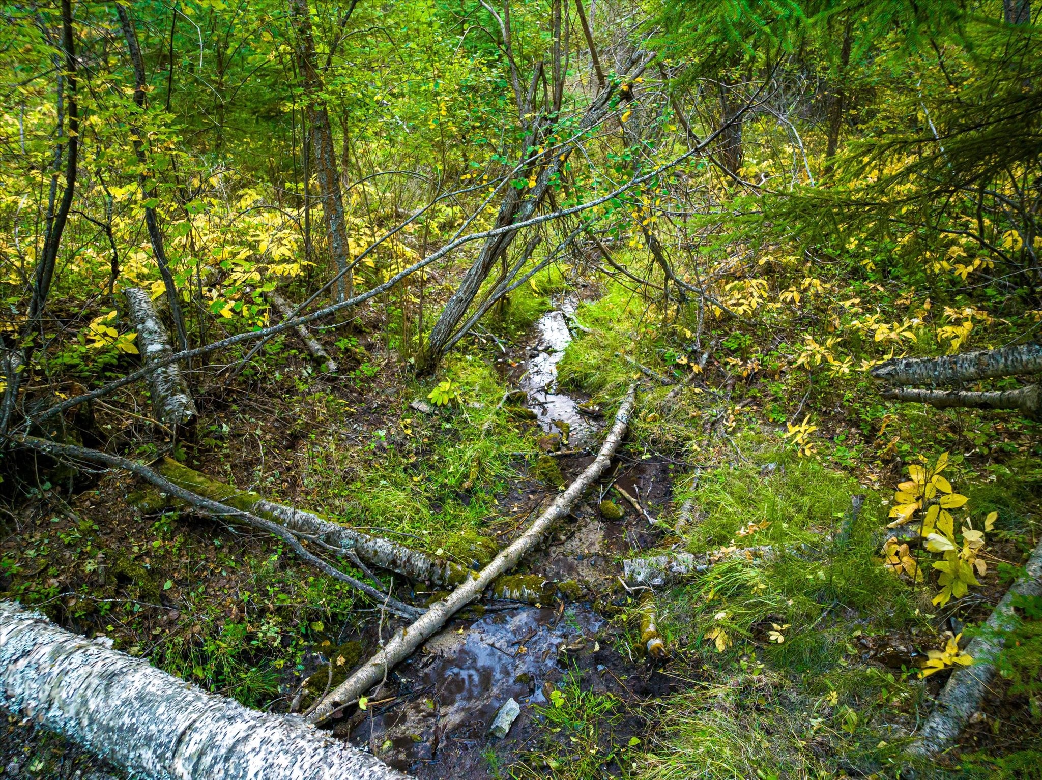 NHN Black Lake Road