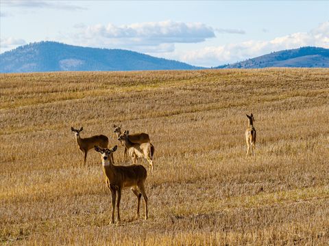 Tiny photo for Tract 2 Hwy 35, Polson, MT 59860 (MLS # 30070267)