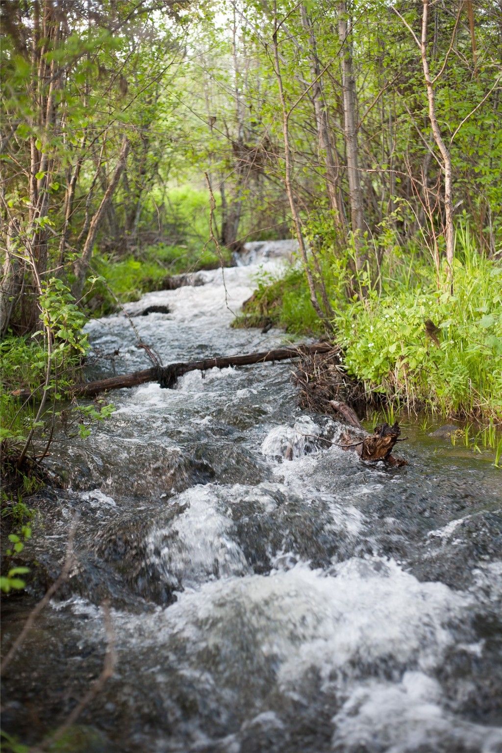 Photo of 31200 Ninemile Road, Huson, MT 59846 (MLS # 30041610)