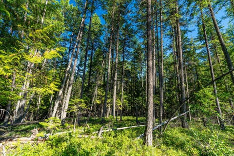 Tiny photo for NHN Big Mountain Road, Whitefish, MT 59937 (MLS # 30076023)