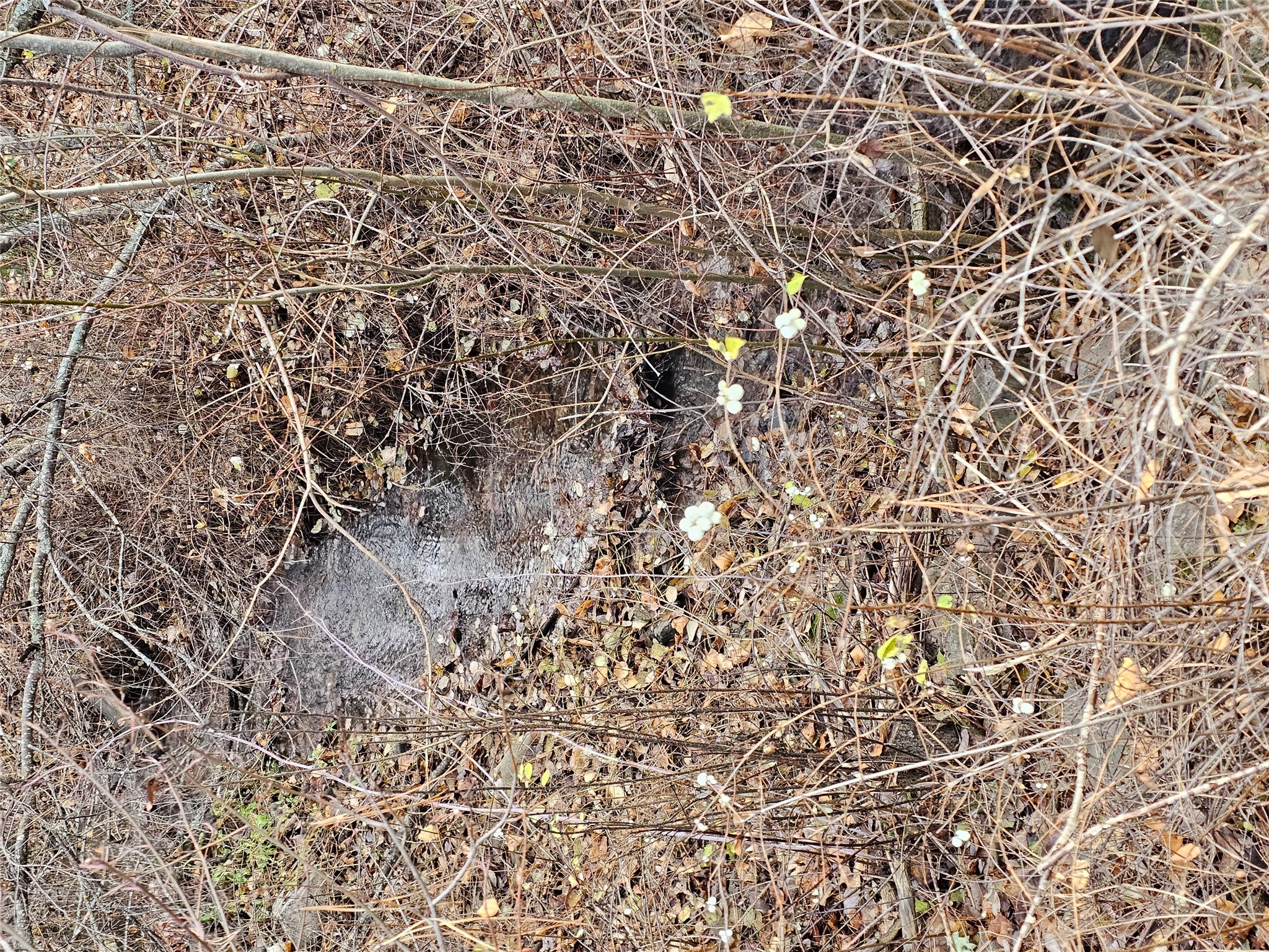 22255 Wallace Creek Road