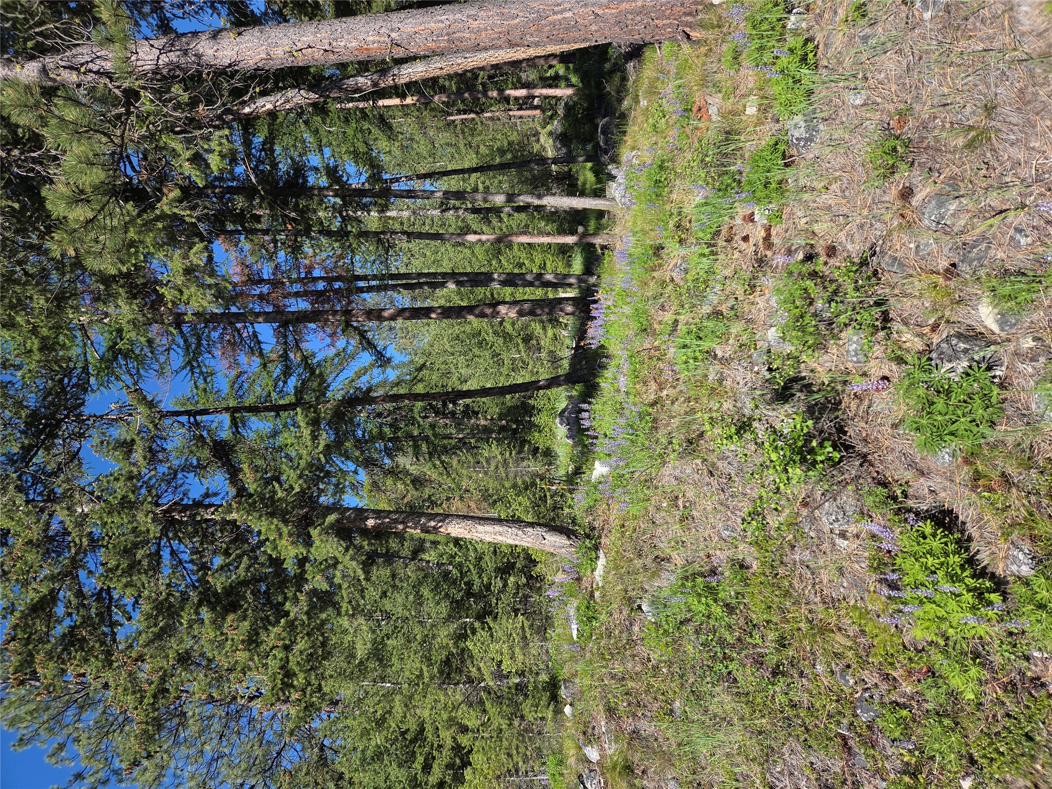 1959 Bear Face Road