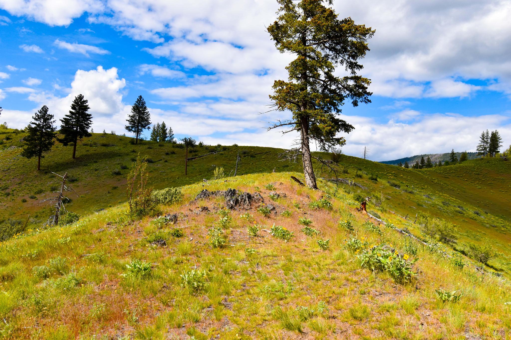 285 Henry Creek Road