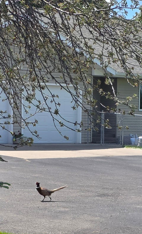 Tiny photo for 10190 Kona Ranch Road, Missoula, MT 59808 (MLS # 30072859)