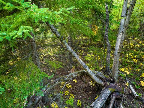 Tiny photo for NHN Black Lake Road, Rexford, MT 59930 (MLS # 30069061)