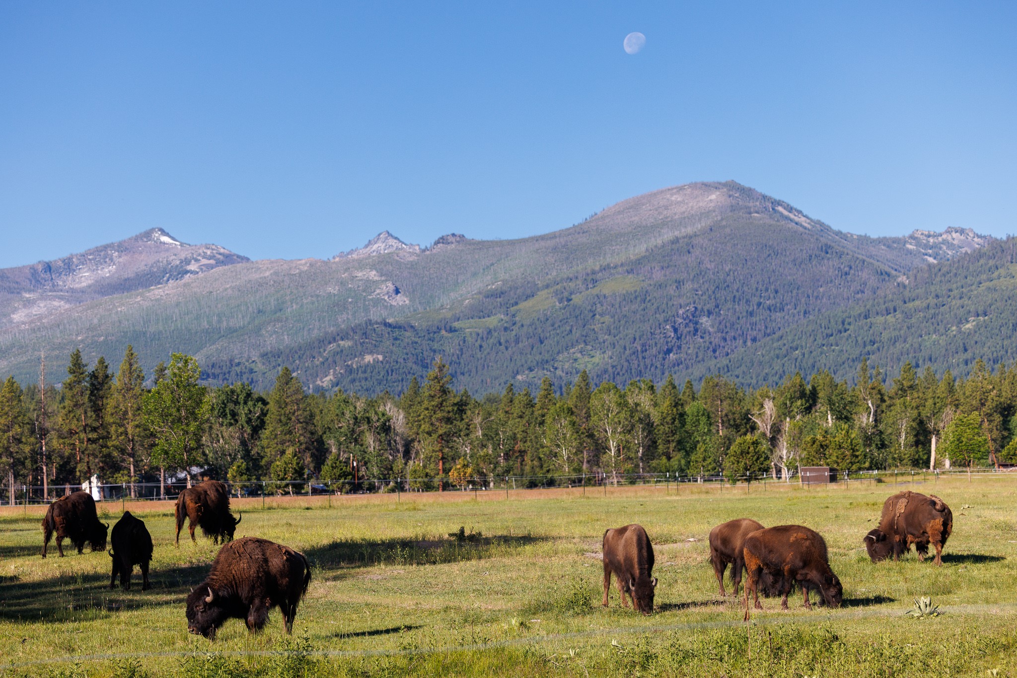 Victor, Montana 59875, United States, 4 Bedrooms Bedrooms, ,4 BathroomsBathrooms,Residential,Active,116273