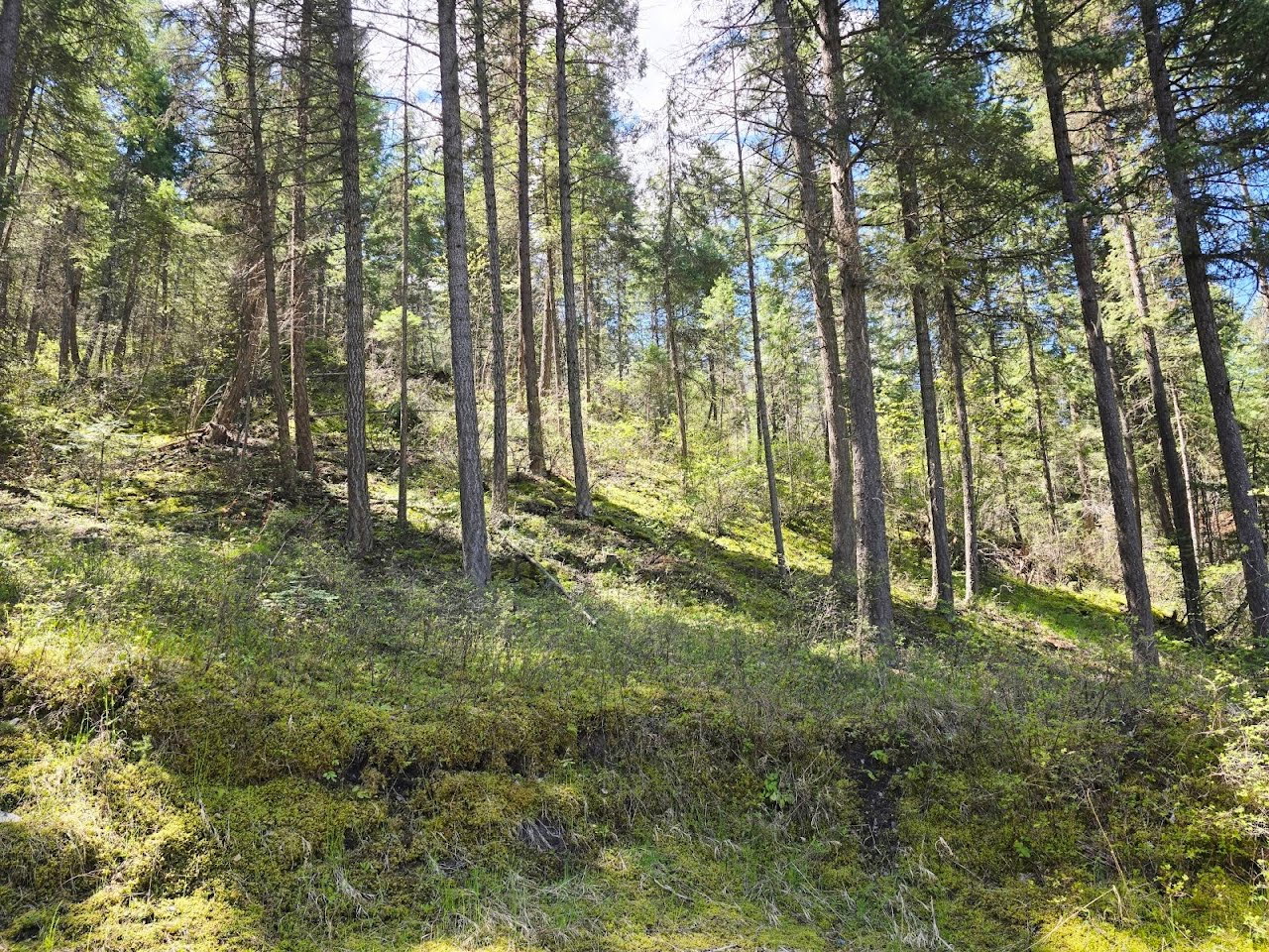 93 Wapiti Point Road