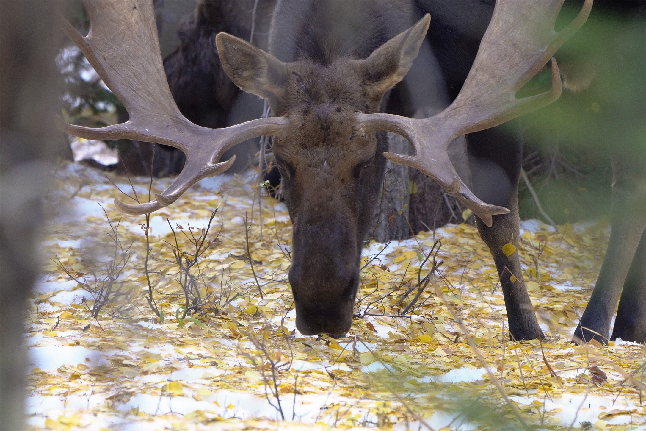 West Glacier, Montana 59936, United States, 2 Bedrooms Bedrooms, ,1 BathroomBathrooms,Residential,Active,57585