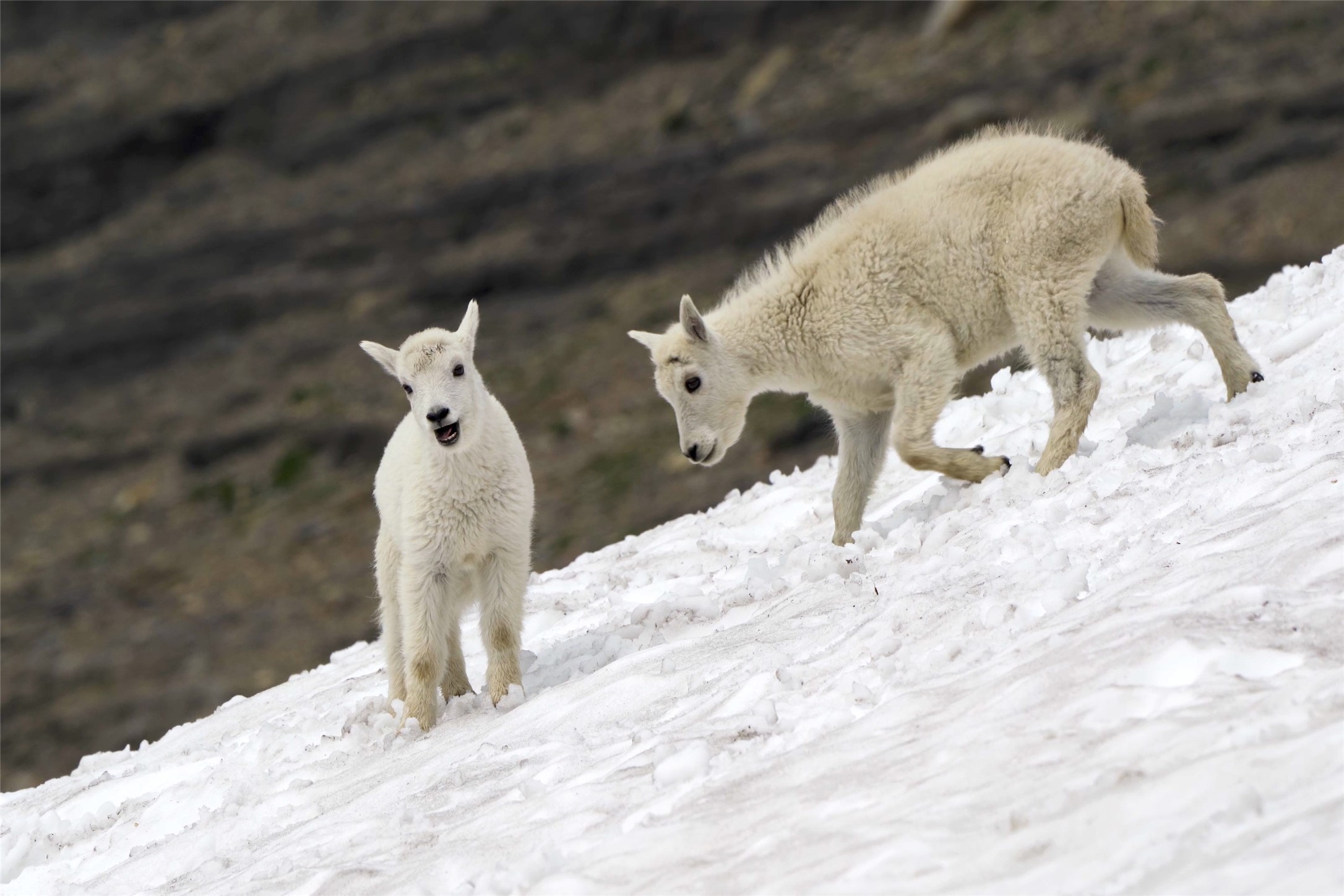 West Glacier, Montana 59936, United States, 2 Bedrooms Bedrooms, ,1 BathroomBathrooms,Residential,Active,57585