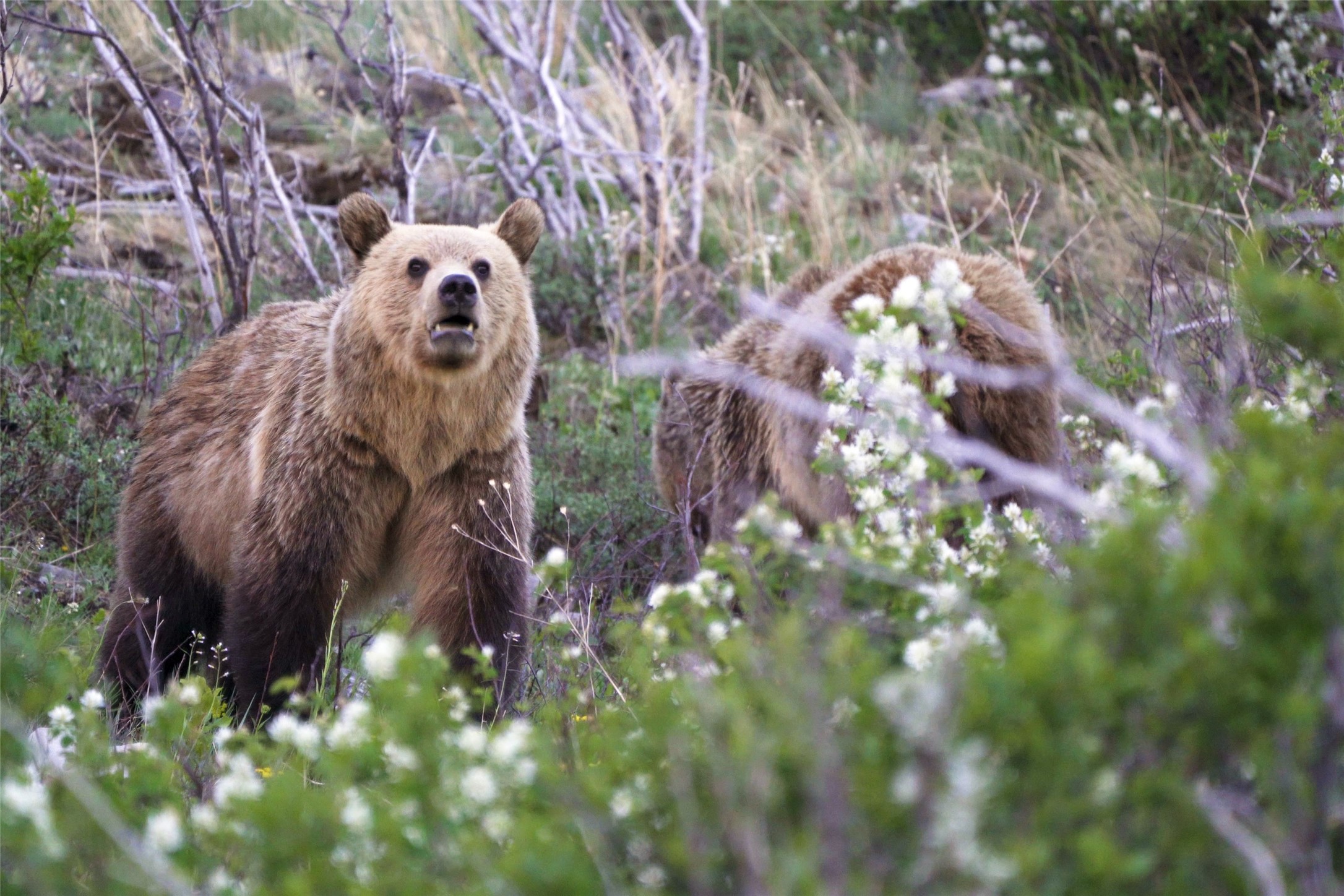 West Glacier, Montana 59936, United States, 2 Bedrooms Bedrooms, ,1 BathroomBathrooms,Residential,Active,57585
