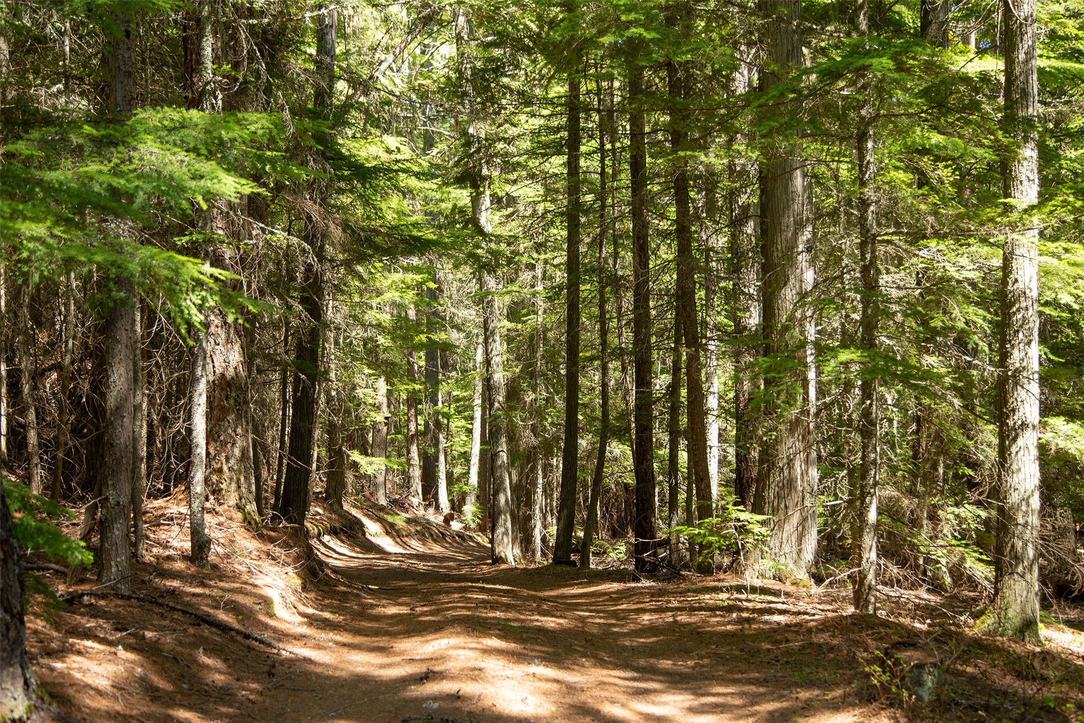 West Glacier, Montana 59936, United States, 2 Bedrooms Bedrooms, ,1 BathroomBathrooms,Residential,Active,57585