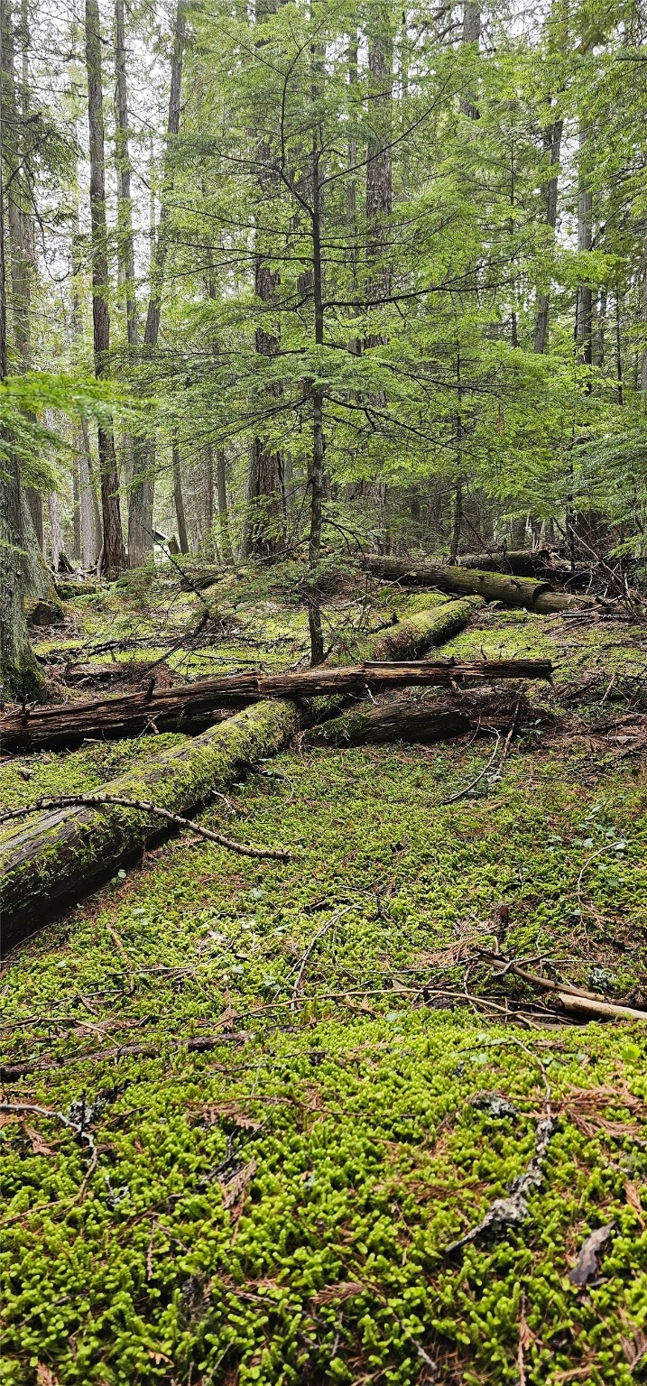 West Glacier, Montana 59936, United States, 2 Bedrooms Bedrooms, ,1 BathroomBathrooms,Residential,Active,57585