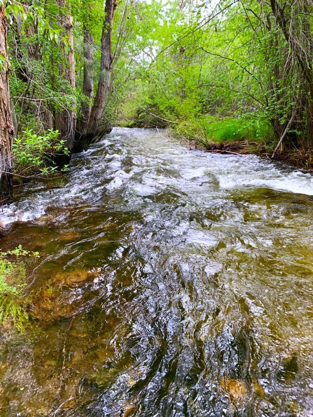 Photo of 2291 Meridian Road, Victor, MT 59875 (MLS # 30053367)