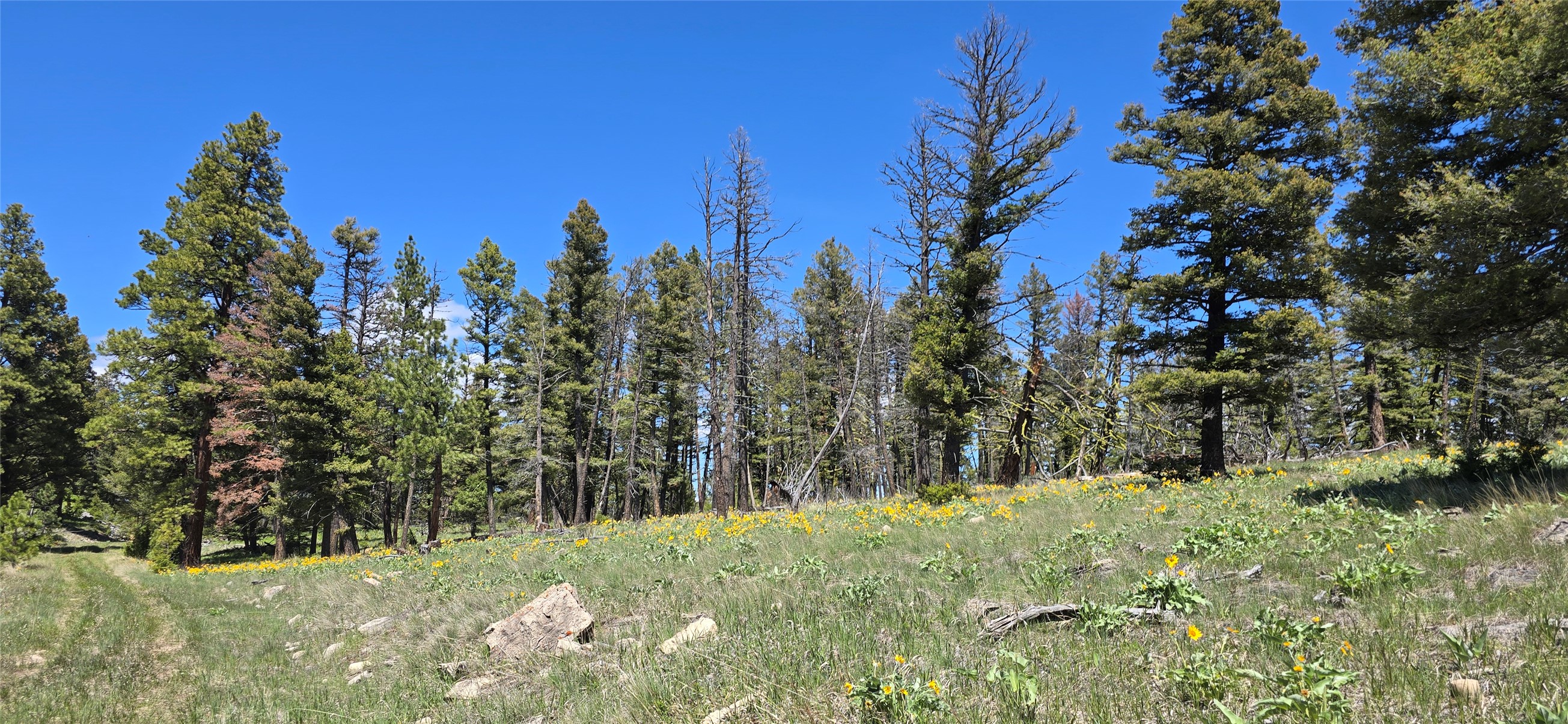 6 Tract, Bull Elk