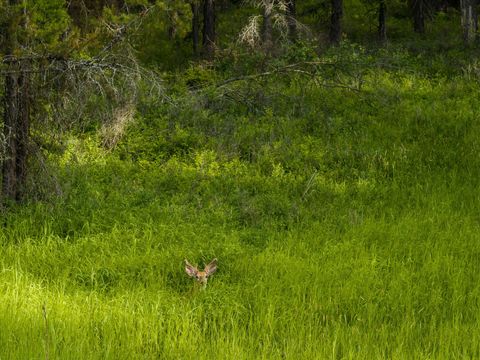 Tiny photo for 109 Lidstrom Road, Whitefish, MT 59937 (MLS # 30064866)