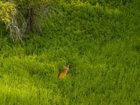 Tiny photo for 109 Lidstrom Road, Whitefish, MT 59937 (MLS # 30064866)
