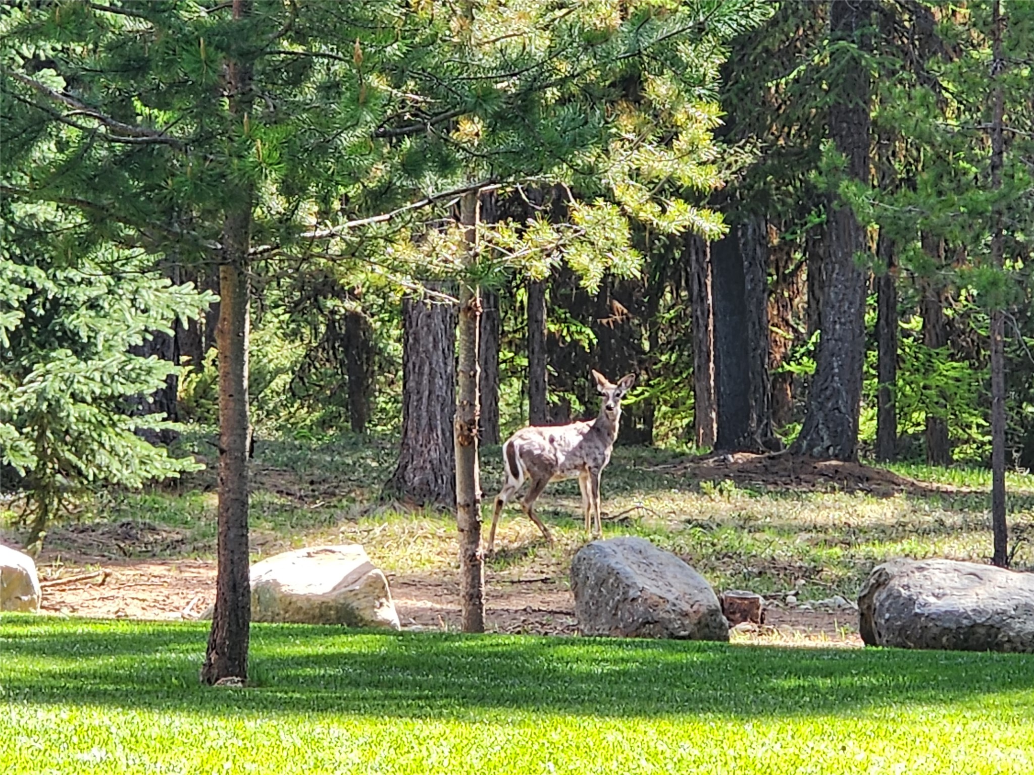 85 Wild Sheep Drive