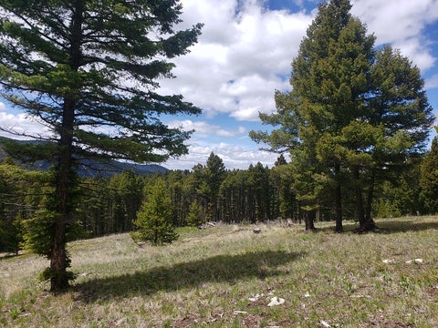 Tiny photo for 513 Spruce Gulch Road, Helmville, MT 59843 (MLS # 30074049)