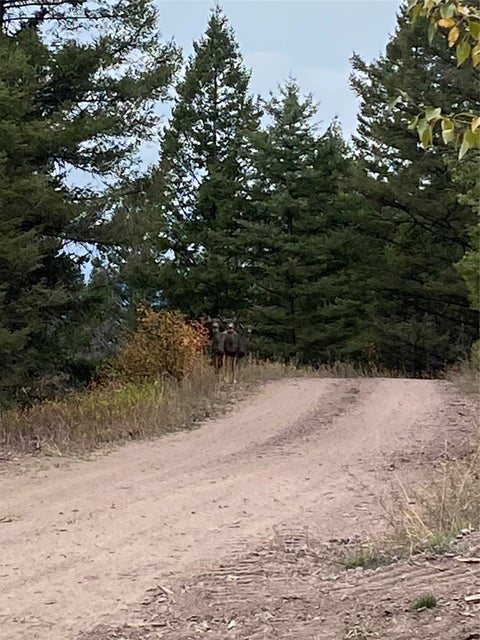 Tiny photo for 25575 Patter Spur Road, Clinton, MT 59825 (MLS # 30072535)