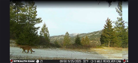Tiny photo for 25575 Patter Spur Road, Clinton, MT 59825 (MLS # 30072535)
