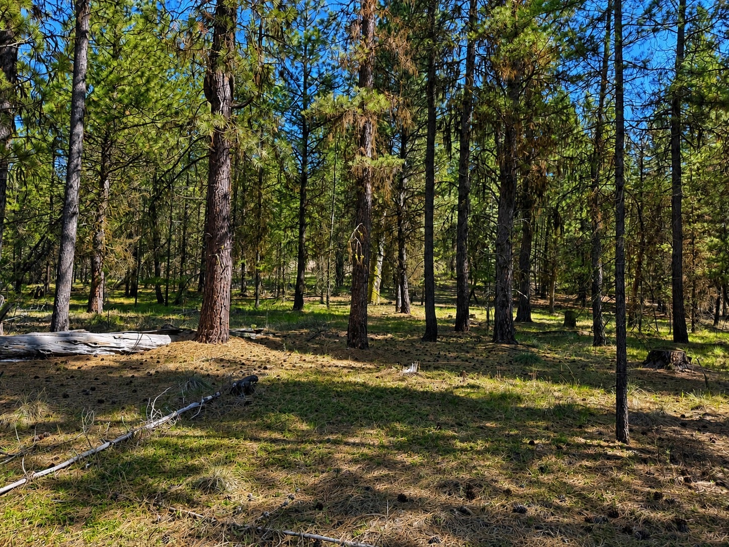 2890 Lower Lost Prairie Road