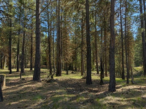 Tiny photo for 2890 Lower Lost Prairie Road, Marion, MT 59925 (MLS # 30076514)