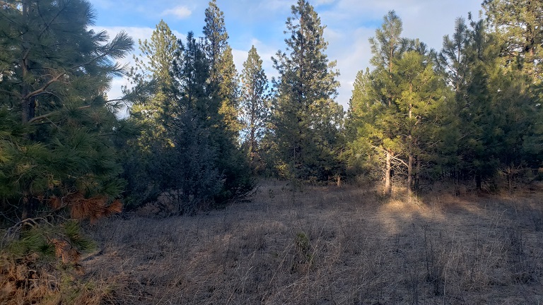 tbd Early Dawn Drive