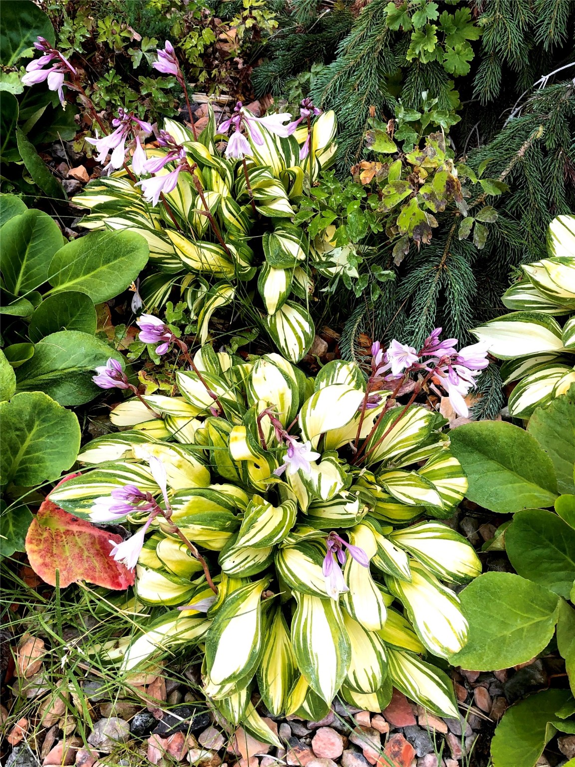 Helena, Montana 59602, United States, 5 Bedrooms Bedrooms, ,6 BathroomsBathrooms,Residential,Active,56938