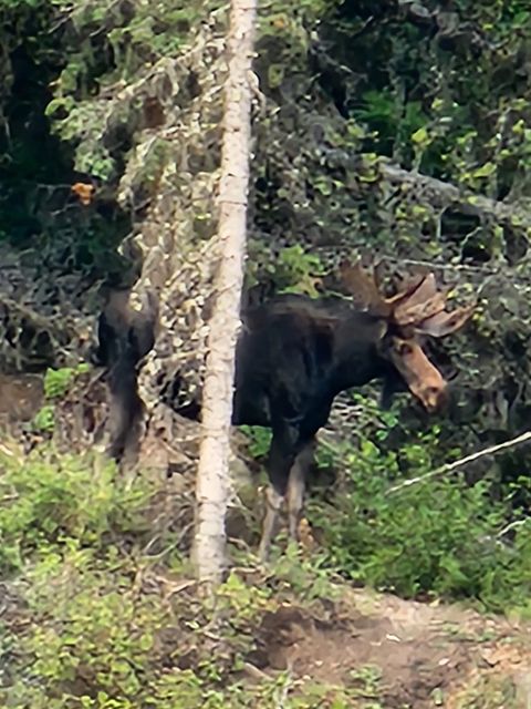 Tiny photo for 6570 Blossburg Road, Canyon Creek, MT 59633 (MLS # 30069802)