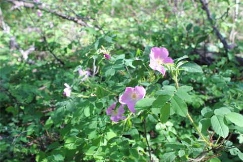 Tiny photo for NHN Austin Road, Helena, MT 59601 (MLS # 30051727)