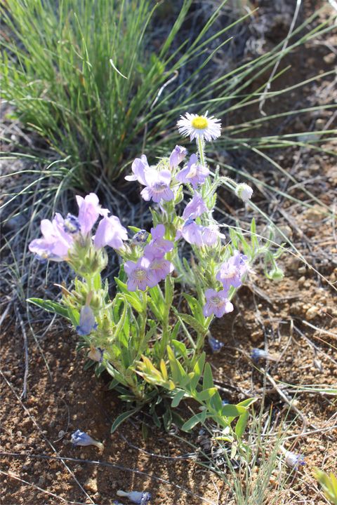 Tiny photo for NHN Austin Road, Helena, MT 59601 (MLS # 30051727)