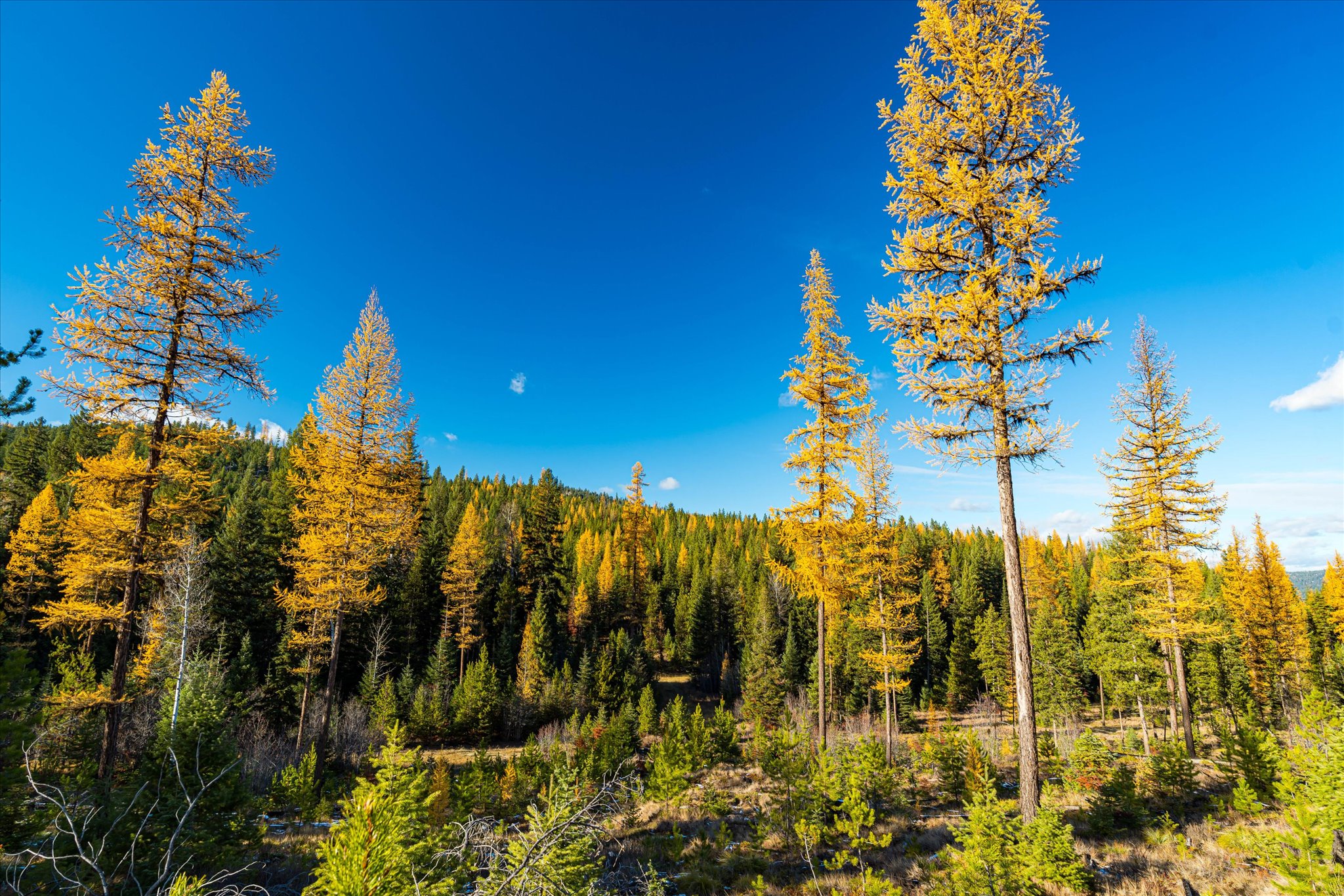 Nhn McGinnis Meadows - Bayhorse Road Section 5