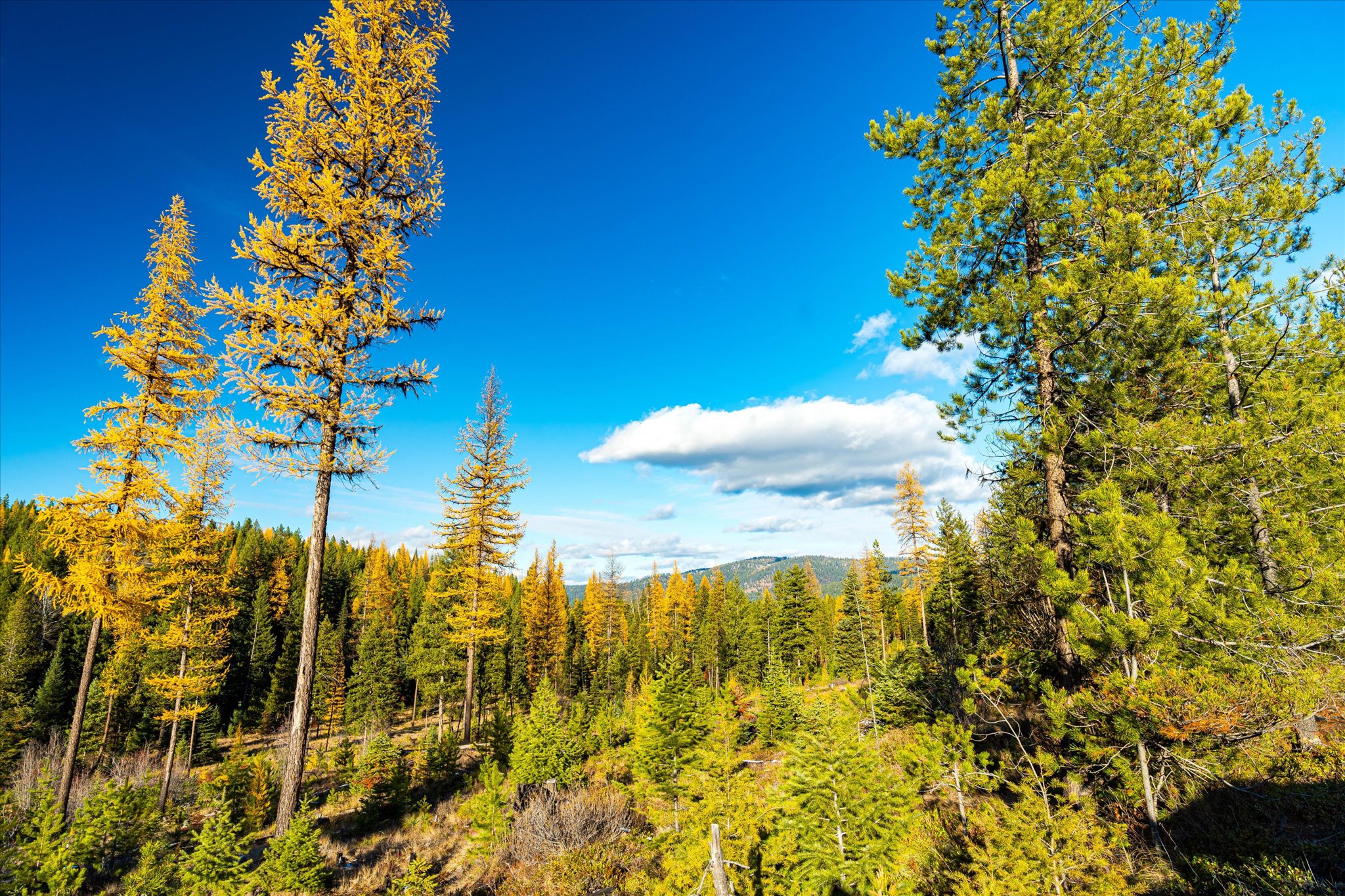 Nhn McGinnis Meadows - Bayhorse Road Section 5