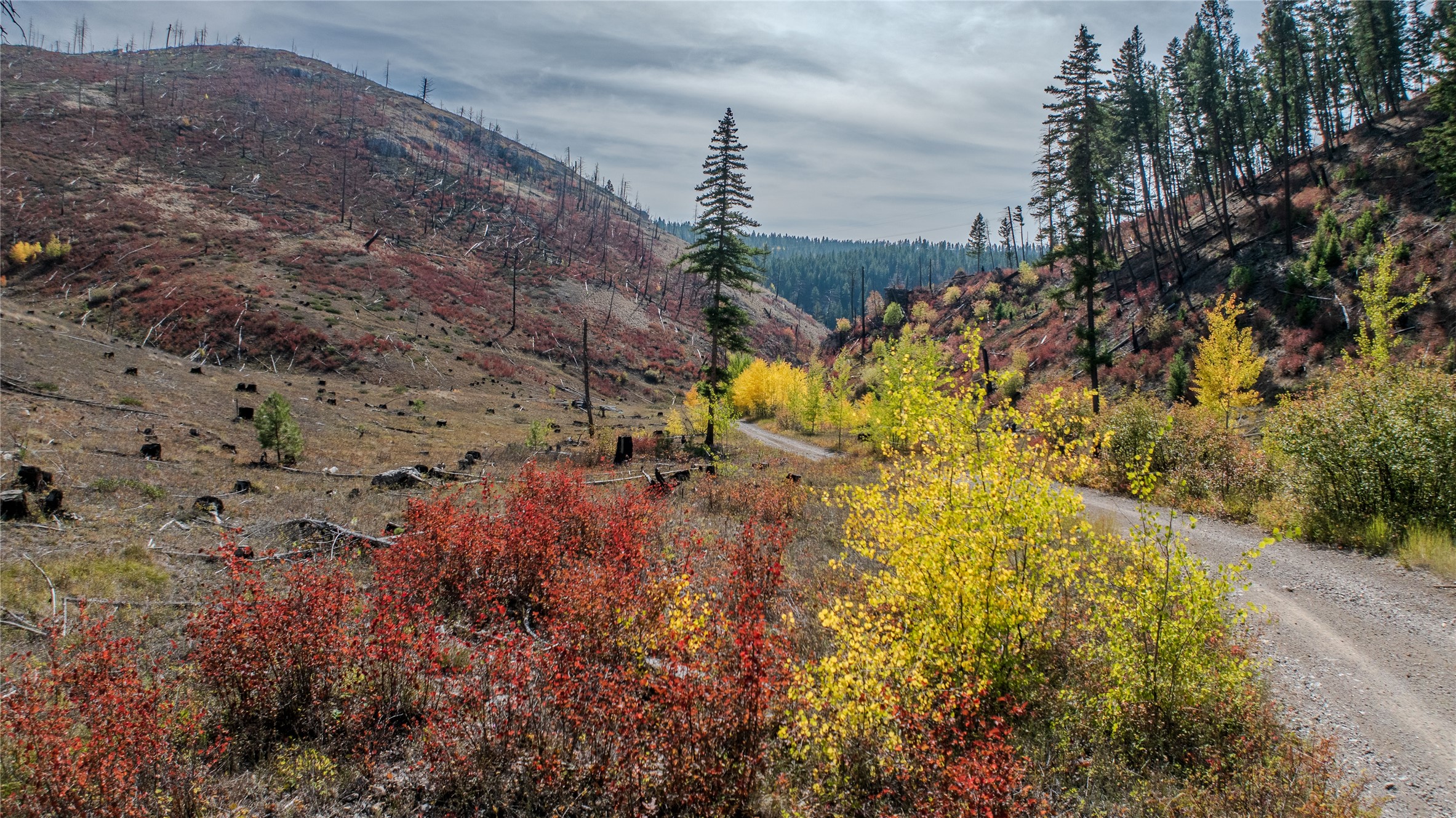 TBD Packer Gulch Road