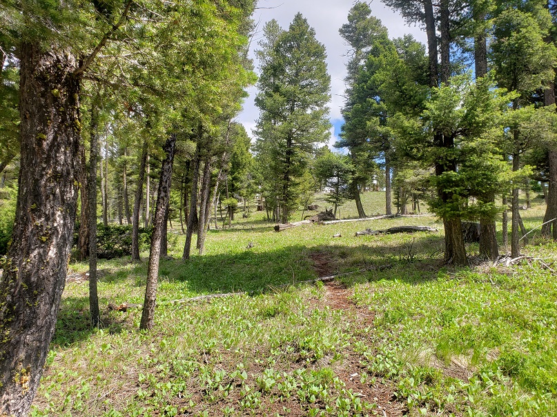 513 Spruce Gulch Road